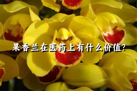 果香兰在医药上有什么价值？