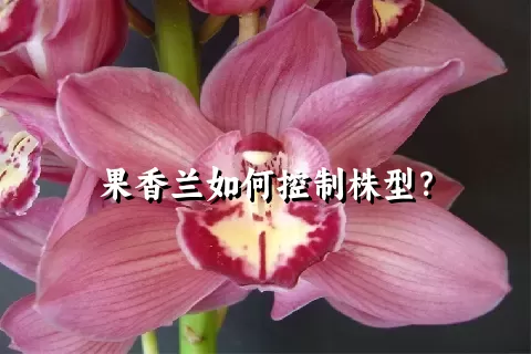 果香兰如何控制株型？