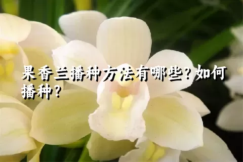 果香兰播种方法有哪些？如何播种？