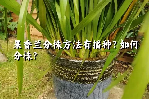 果香兰分株方法有播种？如何分株？