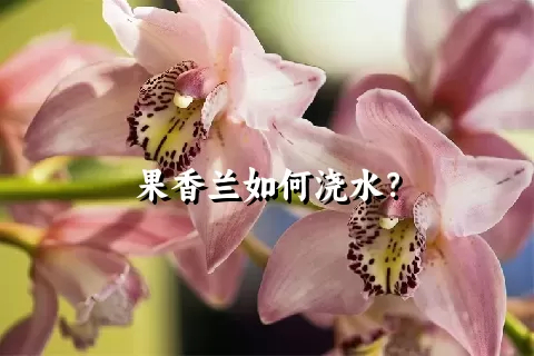 果香兰如何浇水？