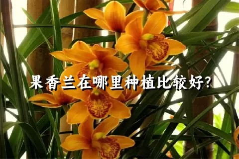 果香兰在哪里种植比较好？