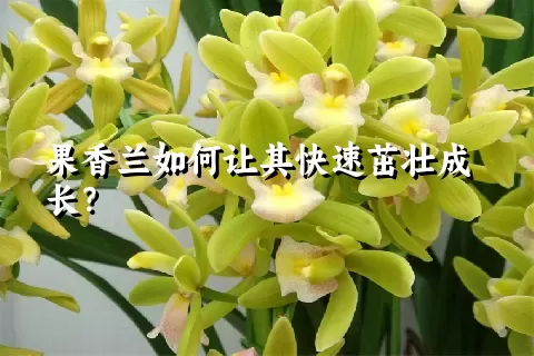 果香兰如何让其快速茁壮成长？