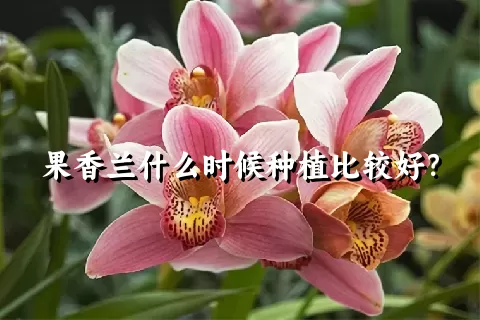 果香兰什么时候种植比较好？