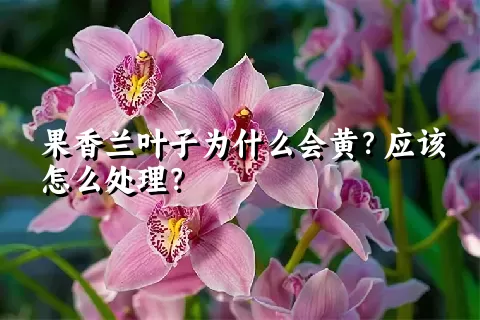 果香兰叶子为什么会黄？应该怎么处理？