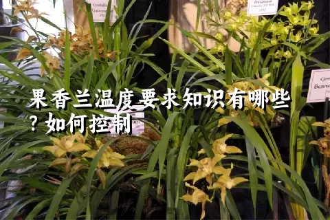 果香兰温度要求知识有哪些？如何控制