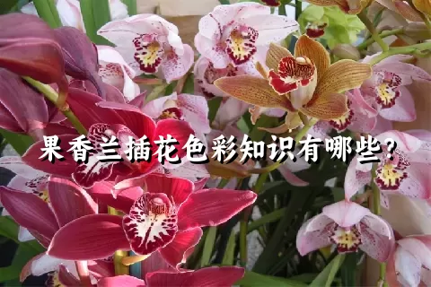 果香兰插花色彩知识有哪些？