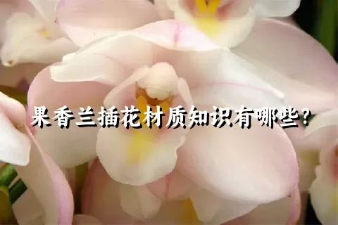 果香兰插花材质知识有哪些？