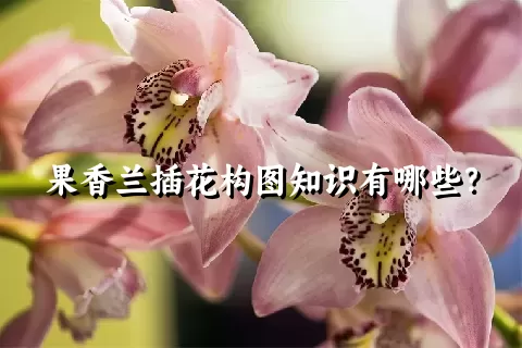 果香兰插花构图知识有哪些？