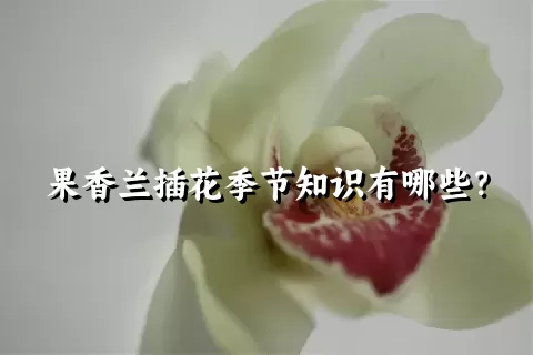 果香兰插花季节知识有哪些？