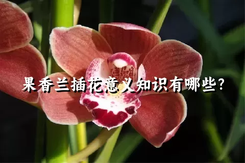 果香兰插花意义知识有哪些？