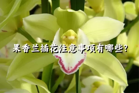 果香兰插花注意事项有哪些？