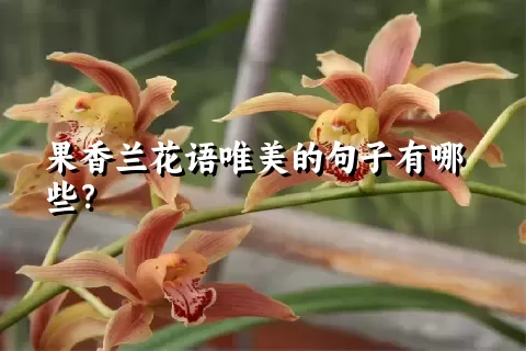 果香兰花语唯美的句子有哪些？