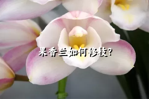 果香兰如何修枝？