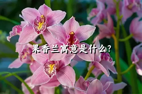 果香兰寓意是什么？