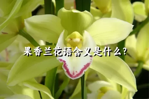 果香兰花语含义是什么？