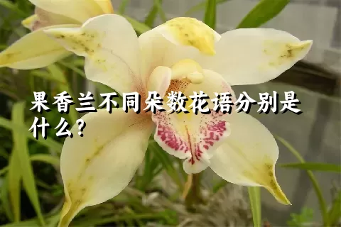 果香兰不同朵数花语分别是什么？