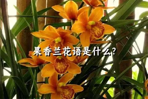 果香兰花语是什么？