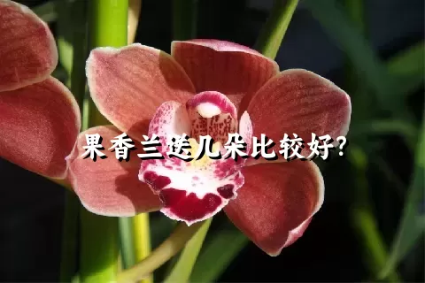 果香兰送几朵比较好？