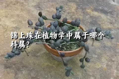 锦上珠在植物学中属于哪个科属？