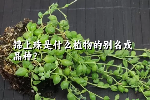 锦上珠是什么植物的别名或品种？