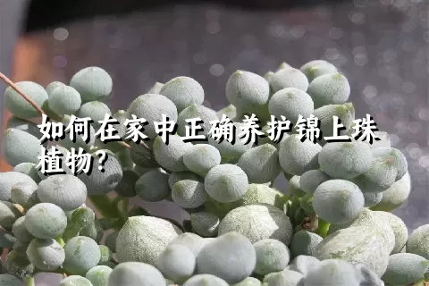 如何在家中正确养护锦上珠植物？