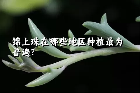 锦上珠在哪些地区种植最为普遍？