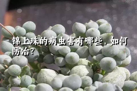 锦上珠的病虫害有哪些，如何防治？