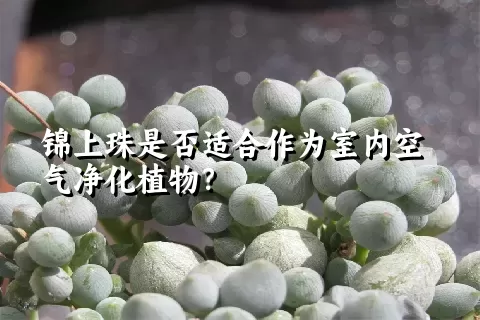 锦上珠是否适合作为室内空气净化植物？