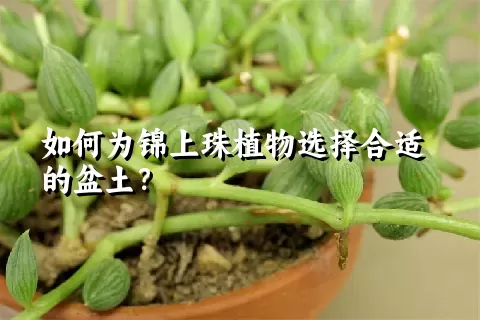 如何为锦上珠植物选择合适的盆土？