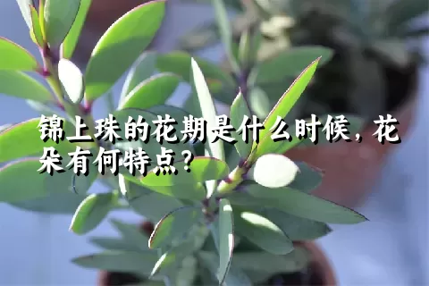 锦上珠的花期是什么时候，花朵有何特点？