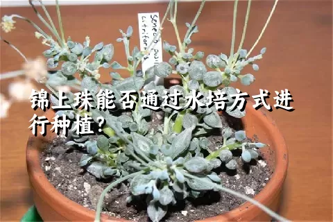 锦上珠能否通过水培方式进行种植？