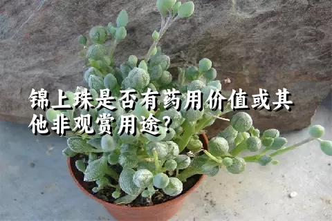 锦上珠是否有药用价值或其他非观赏用途？