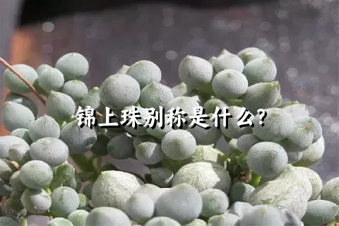 锦上珠别称是什么？