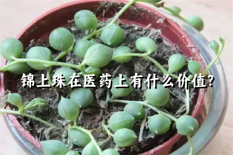 锦上珠在医药上有什么价值？