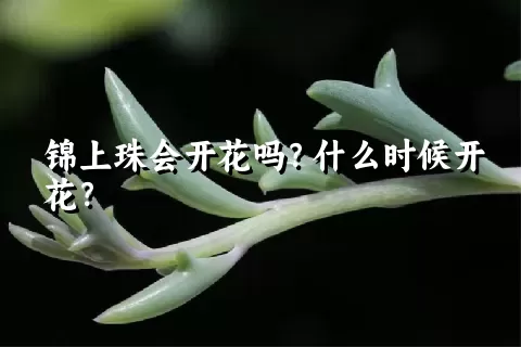 锦上珠会开花吗？什么时候开花？