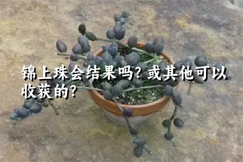 锦上珠会结果吗？或其他可以收获的？