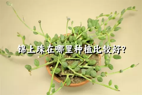 锦上珠在哪里种植比较好？