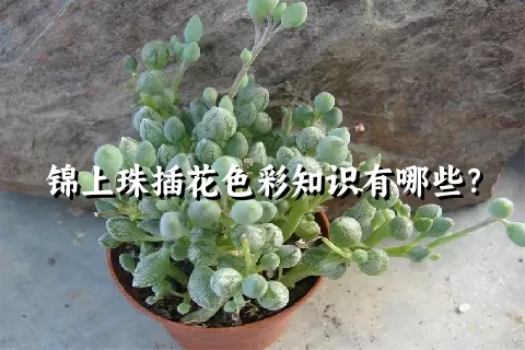 锦上珠插花色彩知识有哪些？