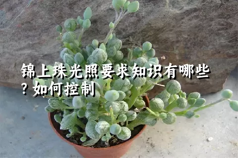 锦上珠光照要求知识有哪些？如何控制