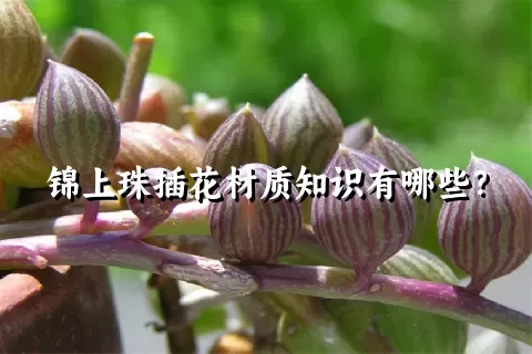 锦上珠插花材质知识有哪些？