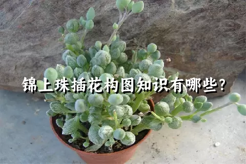 锦上珠插花构图知识有哪些？