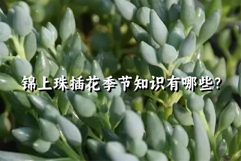 锦上珠插花季节知识有哪些？