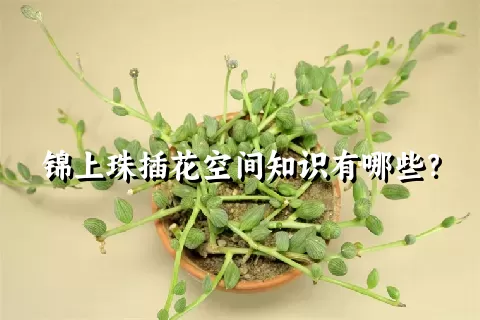 锦上珠插花空间知识有哪些？