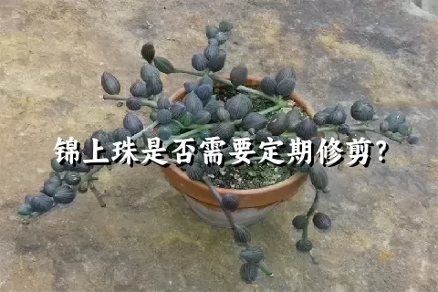 锦上珠是否需要定期修剪？