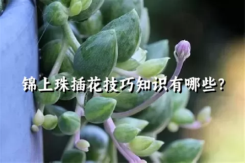 锦上珠插花技巧知识有哪些？