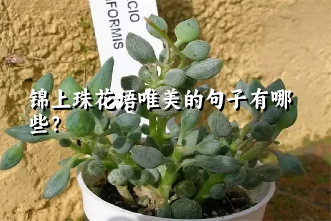 锦上珠花语唯美的句子有哪些？