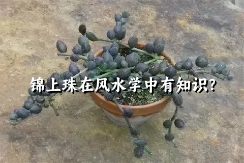 锦上珠在风水学中有知识？