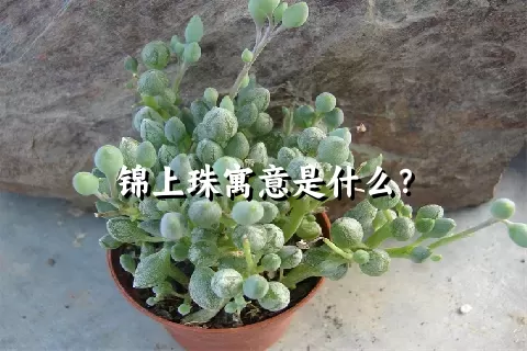 锦上珠寓意是什么？