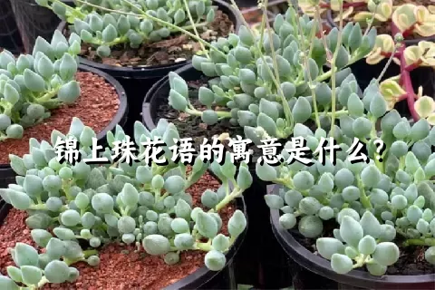 锦上珠花语的寓意是什么？